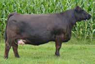 2 8b 3 Embryos Selling 3 embryos with a guarantee of one pregnancy proj epd's Maternal sibling to 8A & 8B that sold for $32,000 WLE Missy X407 MR NLC UPGRADE U8676 MR CCF VISION GCF MISS ELSA SVF/NJC