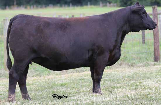 9b It is really hard to find a fault in this female. It is no doubt that the mating to Lookout and Y530 hit a home run, however this cow family has built in consistency no matter what the sire.