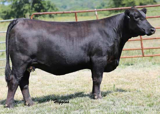 There are many good cattle for sale this Fall however we feel this is our best ever so try to be at the Family Matters. 6YD will calve to the Insight son, we purchased from Wayward Hill.
