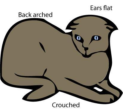 Withdrawn Cat A withdrawn cat with back arched and ears flat may become fearfully aroused if provoked, leading to