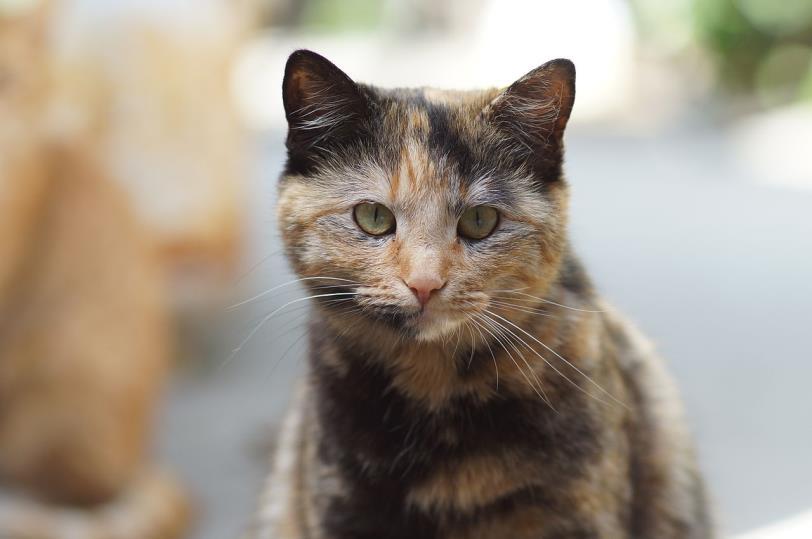 Appearance An accurate description is relatively easy if you own a domestic cat, however interpretation of colours can vary enormously when it comes to describing cats.