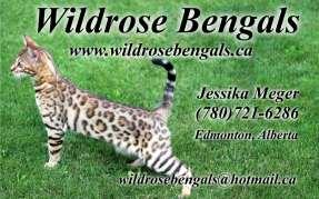 Today s Bengals come from breeding Bengals to other Bengals. They are among the most popular breed of cats and are often seen at shows.
