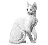Devon Rex The Devon Rex has a modified wedge head, with wide-set, large oval eyes, short muzzle, prominent cheekbones and huge, low set ears creating an elf-like look.