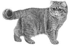Exotic Shorthair The Exotic Shorthair is a man-made breed, the result of selective breeding programs to produce a Persian type without longhair.