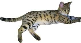 net/public/chatanrd/ The Savannah is an exceptionally graceful, well-balanced cat being developed by breeders that love the exotic look of an African Serval mixed with the more mellow temperament and