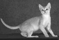 Somalis See Abyssinians for description The Siberian is northern Russia s native, semilonghaired cat.