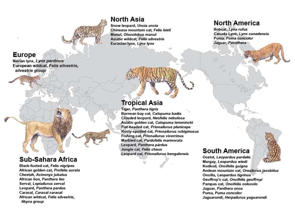 The Felidae Family is made up of 37 species that all arose in the