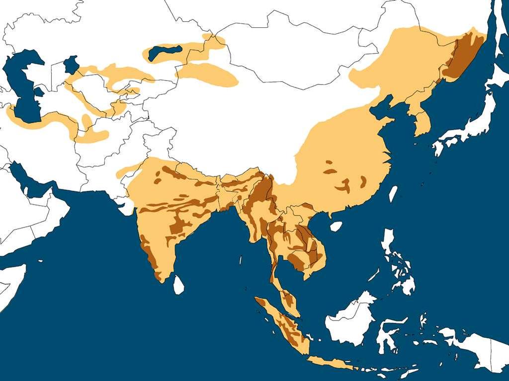 Coalescence of modern Panthera species Tiger: 72,000-108,000 yrs ago Leopard: VIR