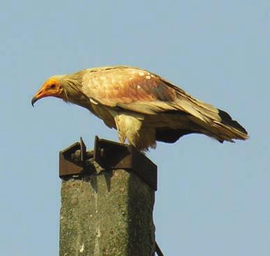 Status of Egyptian Vulture Neophron percnopterus in the North Caucasus, Russian Federation GS Dzhamirzoev & SA Bukreev The Egyptian Vulture Neophron percnopterus is a widely distributed species in