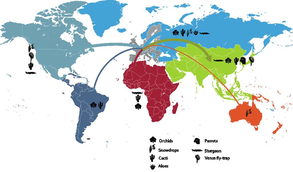 Overview of CITES trade 11 Figure 2.6 shows the main trade routes for direct exports from the EU to each of the six CITES regions: Figure 2.