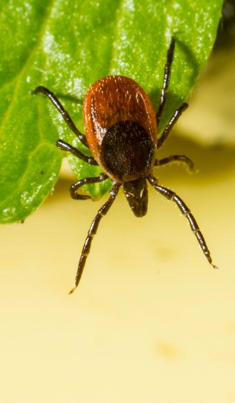 Lyme disease Lyme disease (LD), also called Borreliosis or Lyme borreliosis, is a bacterial infection transmitted by ticks.