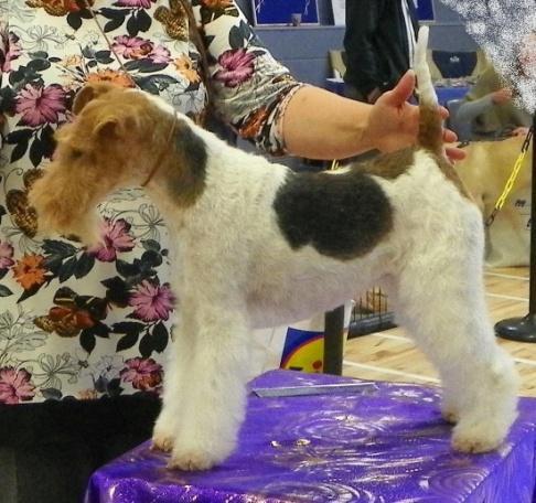 Irish grooming championships 2014 - time to start prepare 4 months now until the Irish grooming championships takes place. Are you considering competing?
