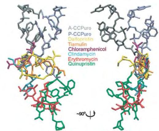 lefamulin Lefamulin (BC-3781) vs retapamulin Antibiotic binding to peptidyl transferase center of 50S ribosome