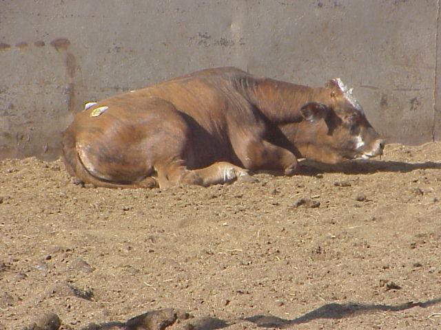 Feedlot Cowboy BRD Diagnosis What Does a Pull look like?