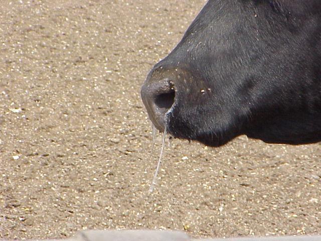 Feedlot Cowboy BRD Diagnosis Nasal Discharge Clear moisture inside the nares is normal.