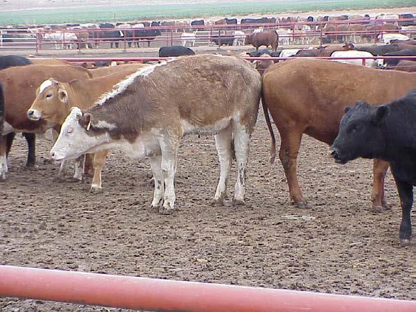 Feedlot Cowboy BRD Diagnosis Cough Coughing is a normal function and may be present without pathology.