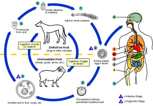 Figure 1.1: Life cycle of Echinococcus granulosus (Source: http://images.google.co.uk/images?imgurl=http://www.biochemj.org/bj/362/0297/bj3620297f0 1.gif) 1.