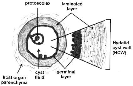 Richard and Lightowlers, 1986; McManus and Bryant, 1995). The cyst wall is consisted of an inner thin multinucleated germinal layer and an outer thick acellualr laminated layer. Figure 1.