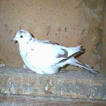 True White Doves show some slight cream coloring on
