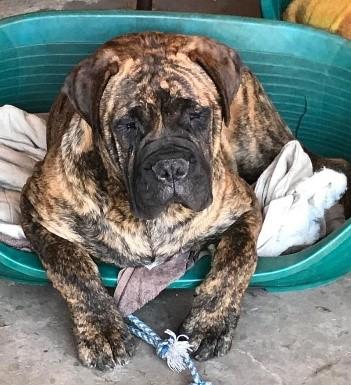 ********** SECOND NOTICE OF INTENTION The AGM of the Cape Bullmastiff Club will be held on the 16 th February at the Dutch Reformed Church in Briza, Somerset West.