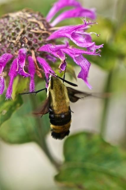 Snowberry Clearwing Moth, Hemaris diffinis feeding on Monarda WILD CARROT You may know it as a weed, (14 of 48 states consider it invasive); others consider it a wild flower, herb or just an