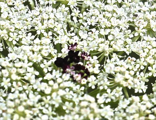 Wild Carrot, Daucus carota dark spot in the center of the flower Wild Carrot is a member of the Parsley Family that has edible and poisonous members.
