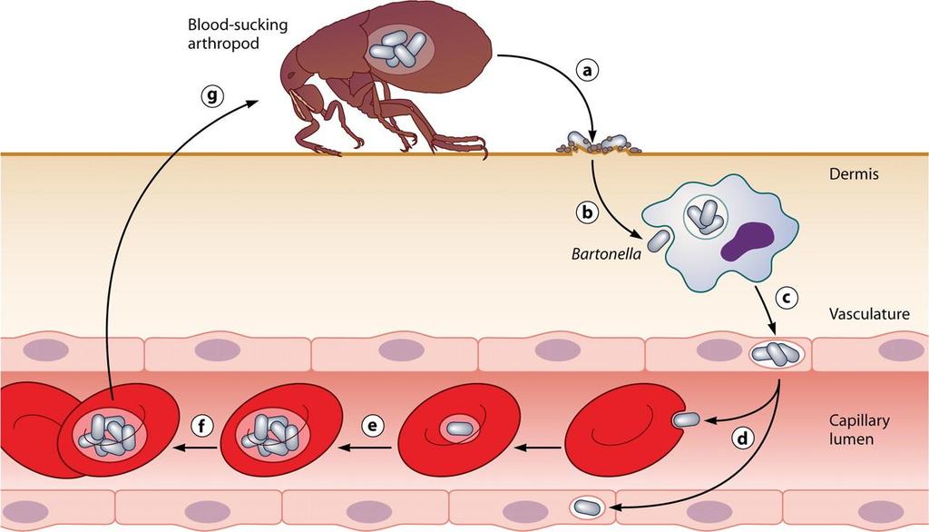Common infection strategy of the bartonellae.