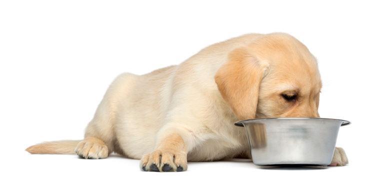 Feeding your Puppy Feeding Guidelines & Recommendations for Monitoring Growth Rates in Puppies 1. Do not feed free choice. 2.