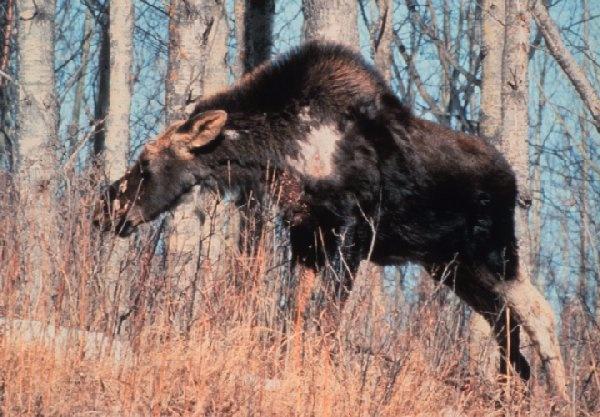 E-3.1 Ticks 1. Where are they found? Moose Ticks are often found on the neck, shoulders and back, but can be found anywhere on the body. 2. What are they?