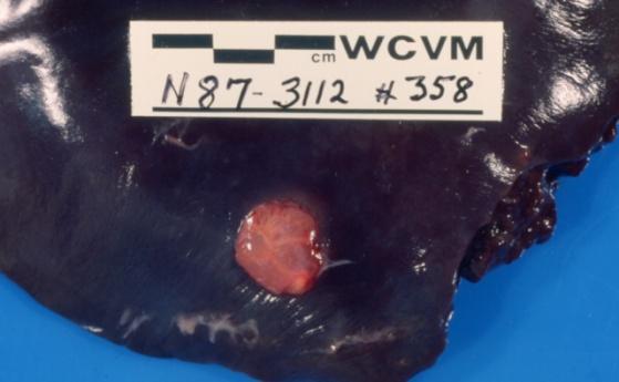 Wobeser Tapeworm cysts in the Lungs (Hydatid disease) Brucellosis Caribou Section E-1.
