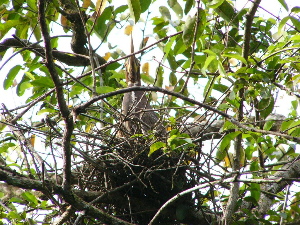 2. This nest was visited on twelve occasions between 2005 March 24 and 2005 April 30. A single young bird was the only bird ever seen in the nest (see Photo 2).