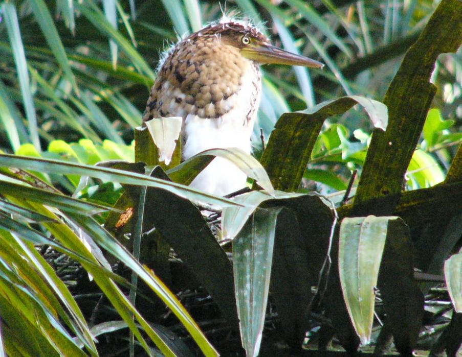 2. Nest 2 with young bird, 2005 Mar 31, Cano Palma near EBCP 3.