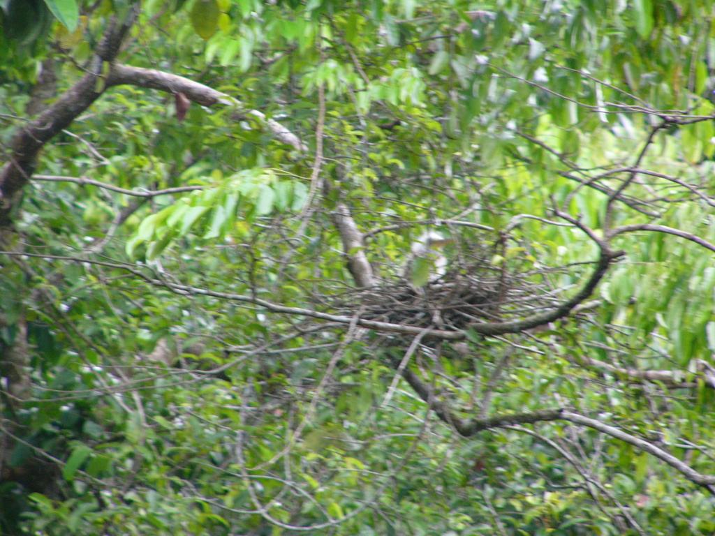 Dyrcz, Andrzej (1999) Nesting of the Rufescent Tiger-Heron Tigrisoma Linatum on Barro Colorado Island (Republic of Panama) Ornitologia Neotropical 10: 105 106. 2. Hancock, J. and Kushlan, J.