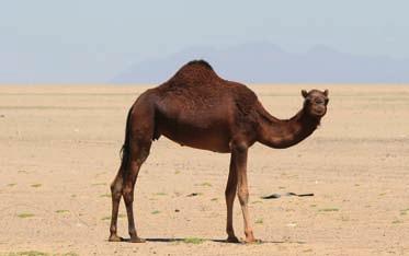 BEFORE YOU READ KET 1 THE CAMEL Read this text about camels and
