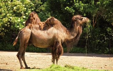 The Arabian Camel or Dromedary has one hump.