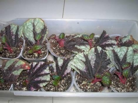 From the interior cutting, make 2-3 wedge-shaped cuttings Rex begonias are very easy to