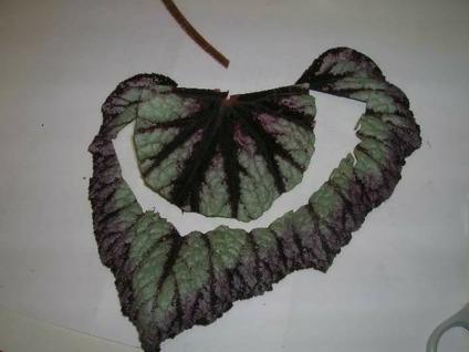 Other rhizomatous begonias can be propagated by whole leaf, it may take up to 2 month