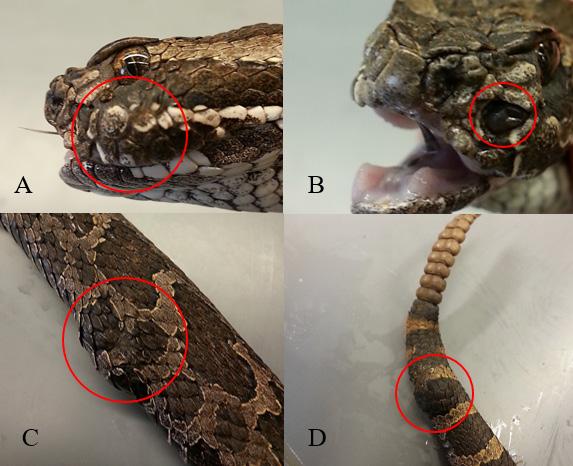 Herpetological Conservation and Biology Figure 2.