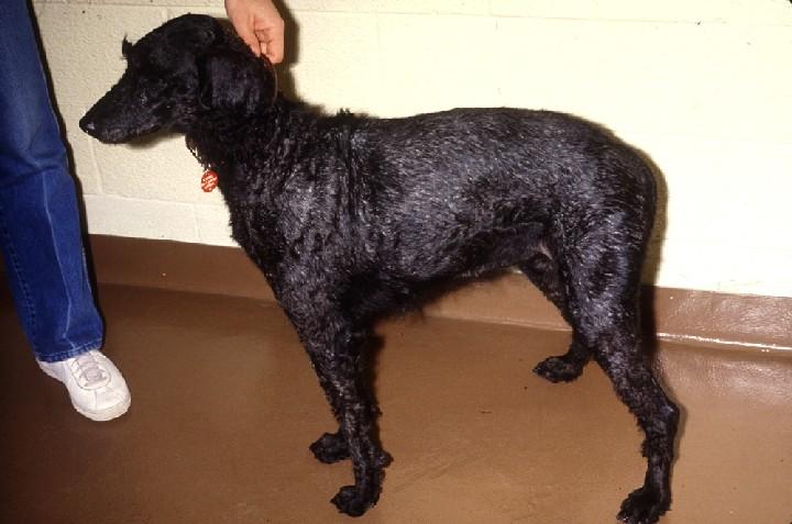 Figures 13 and 14 Standard poodle with sebaceous