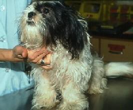 Patient 5: Schotze, 4-Year-Old Female Spayed Shih Tzu Key historical features: Nonseasonal pruritus with seasonal flares, exacerbation following move to warmer climate.