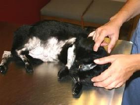 Figure 2 Symmetrical alopecia of ventral abdomen and limbs in a cat with atopy.