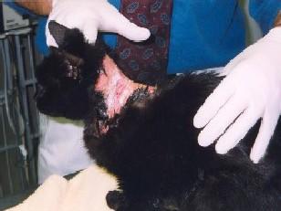Figure 3 Catastrophic, full-thickness degloving wound on neck following simple restraint in cat with cutaneous hyperfragility syndrome.