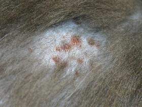 Figure 8 Close-up of miliary dermatitis.
