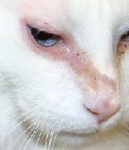 Herpesvirus Dermatitis Veterinarians are most familiar with upper respiratory infections, conjunctivitis, and keratitis caused by feline herpesvirus 1; however, this virus can also cause severe