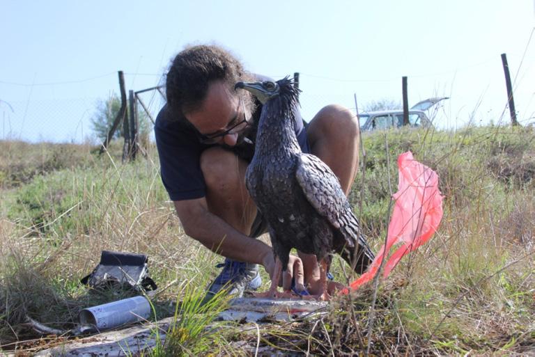They were all ringed and tagged with 45g Microwave Argos/GPS satellite transmitters which made possible to follow their movements and discover their fate after the release (Pic. 2).