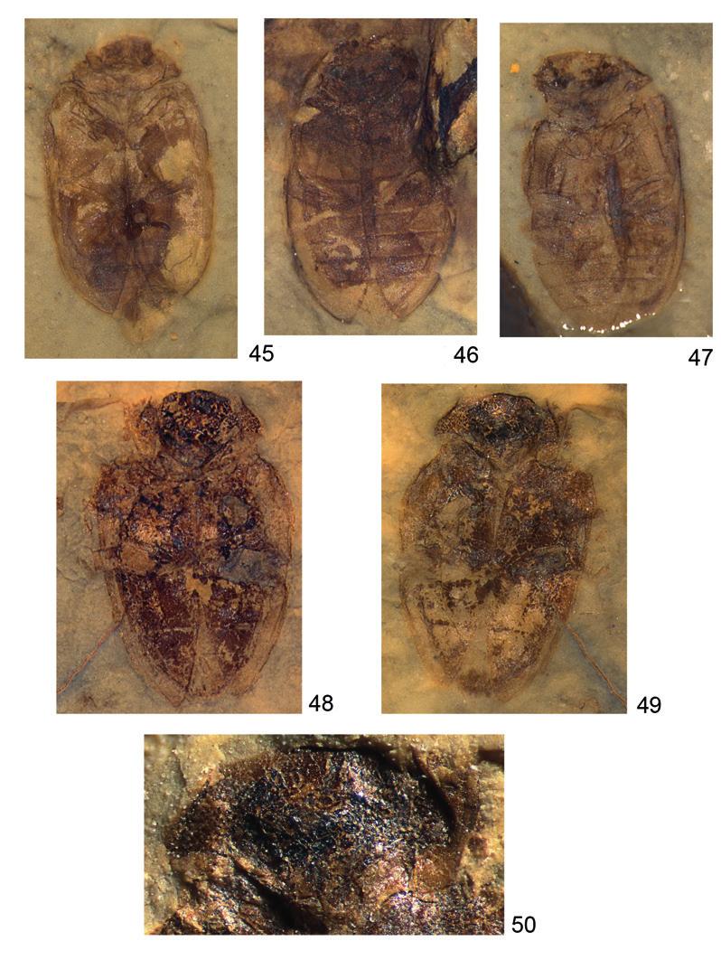 A.G. KIREJTSHUK & A.G. PONOMARENKO. MESOCINETIDAE NEW COLEOPTEROUS FAMILY 319 Figs 45 50. Mesocinetidae. Shartegus transversus gen. et sp. nov. (45 47) and Parashartegus distinctus gen. et sp. nov. (48 50).
