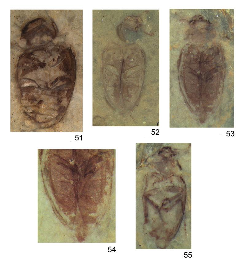 320 A.G. KIREJTSHUK & A.G. PONOMARENKO. MESOCINETIDAE NEW COLEOPTEROUS FAMILY Figs 51 55. Mesocinetidae. Manopsis concavicollis gen. et sp. nov. (51) and Manoelodes gratiosus gen. et sp. nov. (52 55).