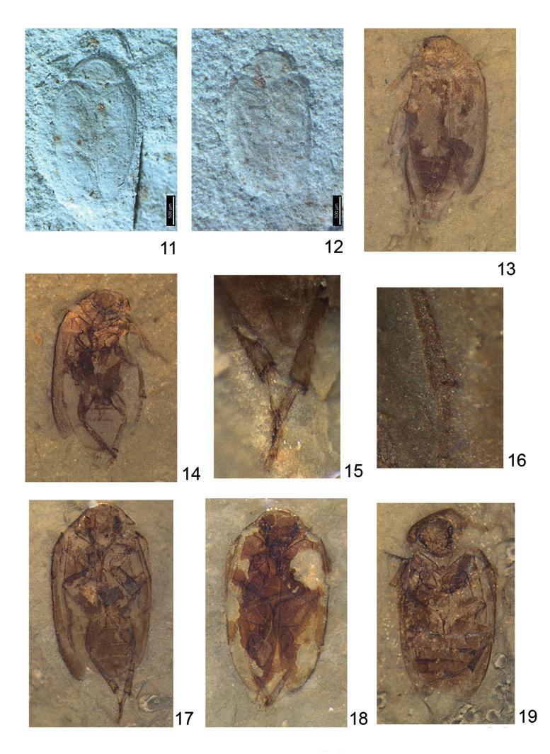 A.G. KIREJTSHUK & A.G. PONOMARENKO. MESOCINETIDAE NEW COLEOPTEROUS FAMILY 309 Figs 11 19. Mesocinetus: M. mongolicus (11, 12) and M. aequalis sp. nov. (13 19). 11, holotype, PIN No.