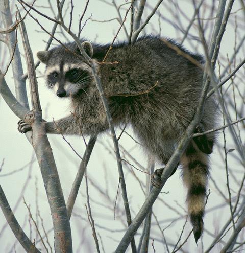 Rascally Raccoons by Jim and Lynne Weber Although easily recognized by its bandit mask and ringed tail, the Northern Raccoon (Procyon lotor) is a widespread mammal but not often seen due to its