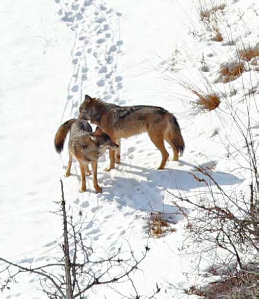 and reproduction. A good year for wolves is not necessarily a bad year for moose, and vice versa. But sometimes it is.